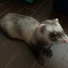 パスバレーフェレット　7が月　女の子 サムネイル4