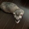 パスバレーフェレット　7が月　女の子 サムネイル5