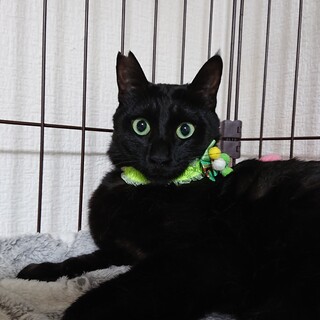 大柄、黒猫、宝石の目、カイトくん