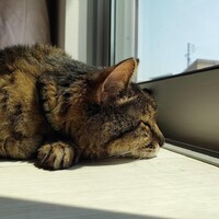 いえもん