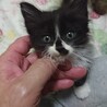 生後1ヶ月半くらいの女の子です。　元気いっぱいで猫じゃらしが大好き、里親さんを募集します。