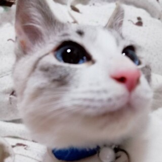 ずっとのおうちが決まりました