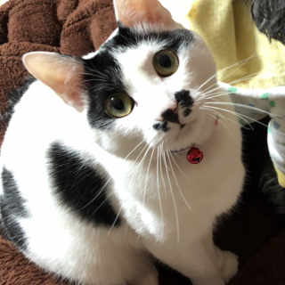 保護したゴマちゃん