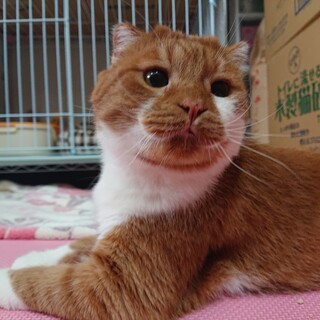 【テレお見合い可】デカ顔ダンテライオンとお幸せに♡