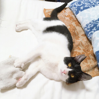 穏やかな性格のお転婆さん「らんちゃん」