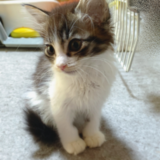 子猫10匹捨てられてた長毛3兄弟