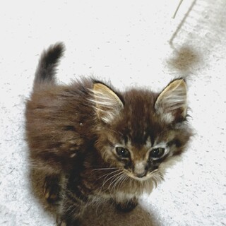 子猫10匹捨てられてた長毛3兄弟