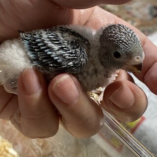 セキセイインコの雛
