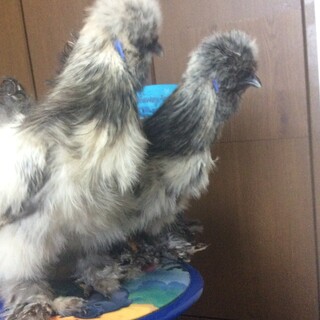 ☆仲良し烏骨鶏兄弟を宜しくお願い致します♪