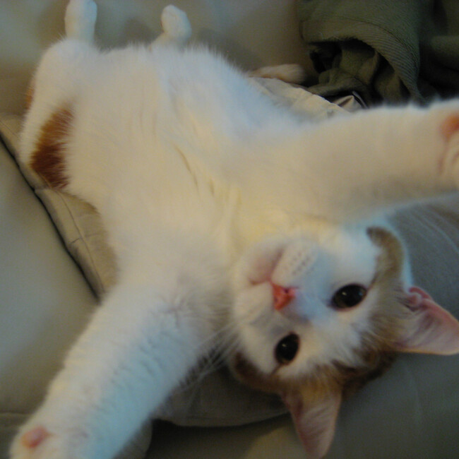 okagesandeのカバー写真