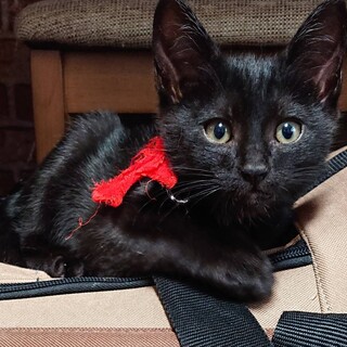 子猫　黒猫やまと　オス　里親様募集中　こねこ