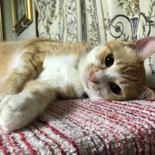 まだまだ仔猫のミミ君。絵画、写真鑑賞が好き！