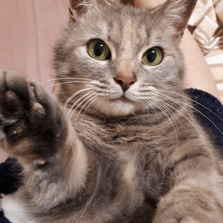 ふわふわ長毛♥️人が大好きなお姫様✨不妊手術済み