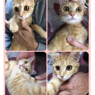 子猫　メス　　生後約5か月 
