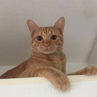 ラテン系茶トラ男子