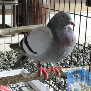 鳩の里親になってください