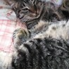 ８月生まれの子猫　キジトラ濃いめ　えん♀ サムネイル7
