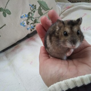 縁起のいい かわいいハムスター