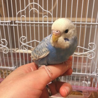 セキセイインコ(若親)の飼い主募集です。