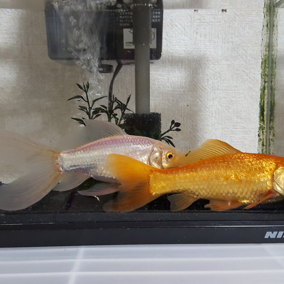 金魚さんのカバー写真