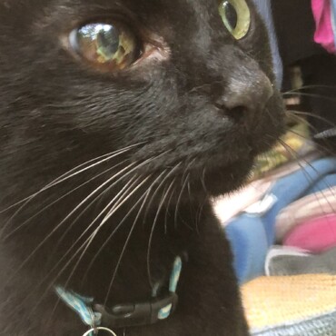 ジニアスの写真