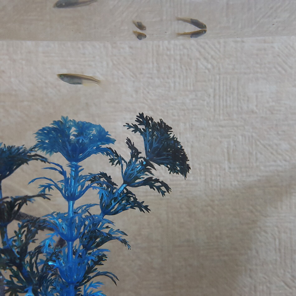 メダカさんのカバー写真