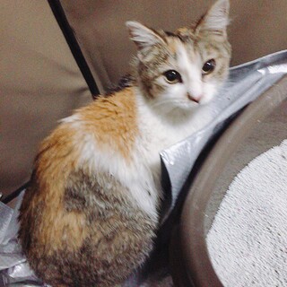 キュートな三毛ちゃん！女の子(^^)