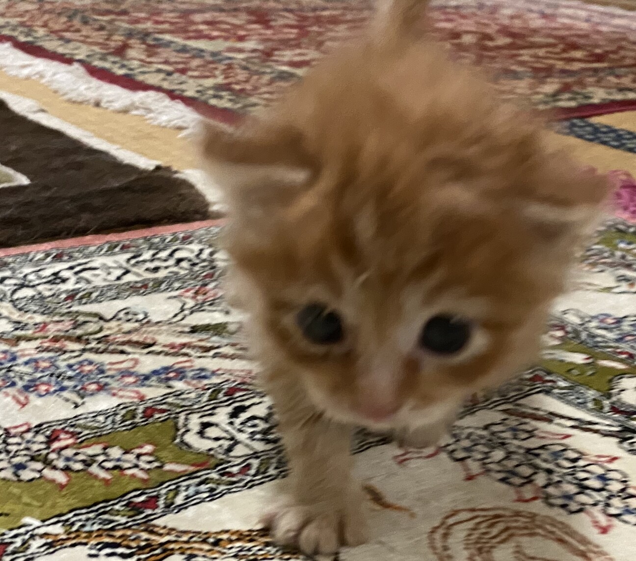 茶長毛赤ちゃん猫優しい家族決定 高知県 猫の里親募集 ペットのおうち 月間利用者150万人
