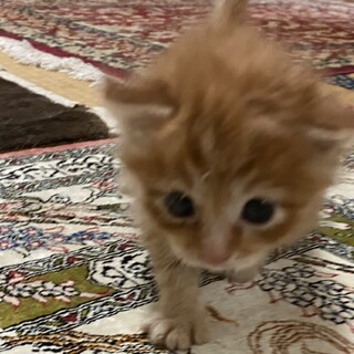 茶長毛赤ちゃん猫優しい家族決定