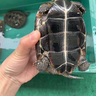 8歳のクサガメ2匹の里親決まりました！