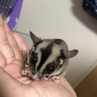 フクロモモンガ　アダルト♀ 