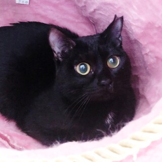 ★艶々の黒猫 女の子！
