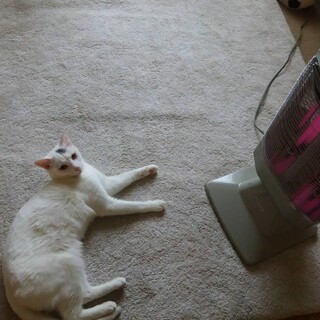 人馴れもバッチリ。わんぱくで活動的、かわいい白亜♂