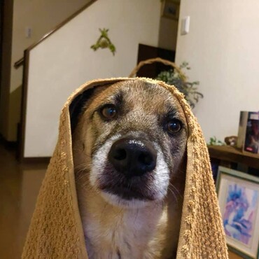 お散歩してたら雨が降ってきたんです・・