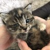 里親募集します！生後2週間程で、R2.5/4に保護しました。山口県です。宜しくお願いします