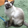 ハル