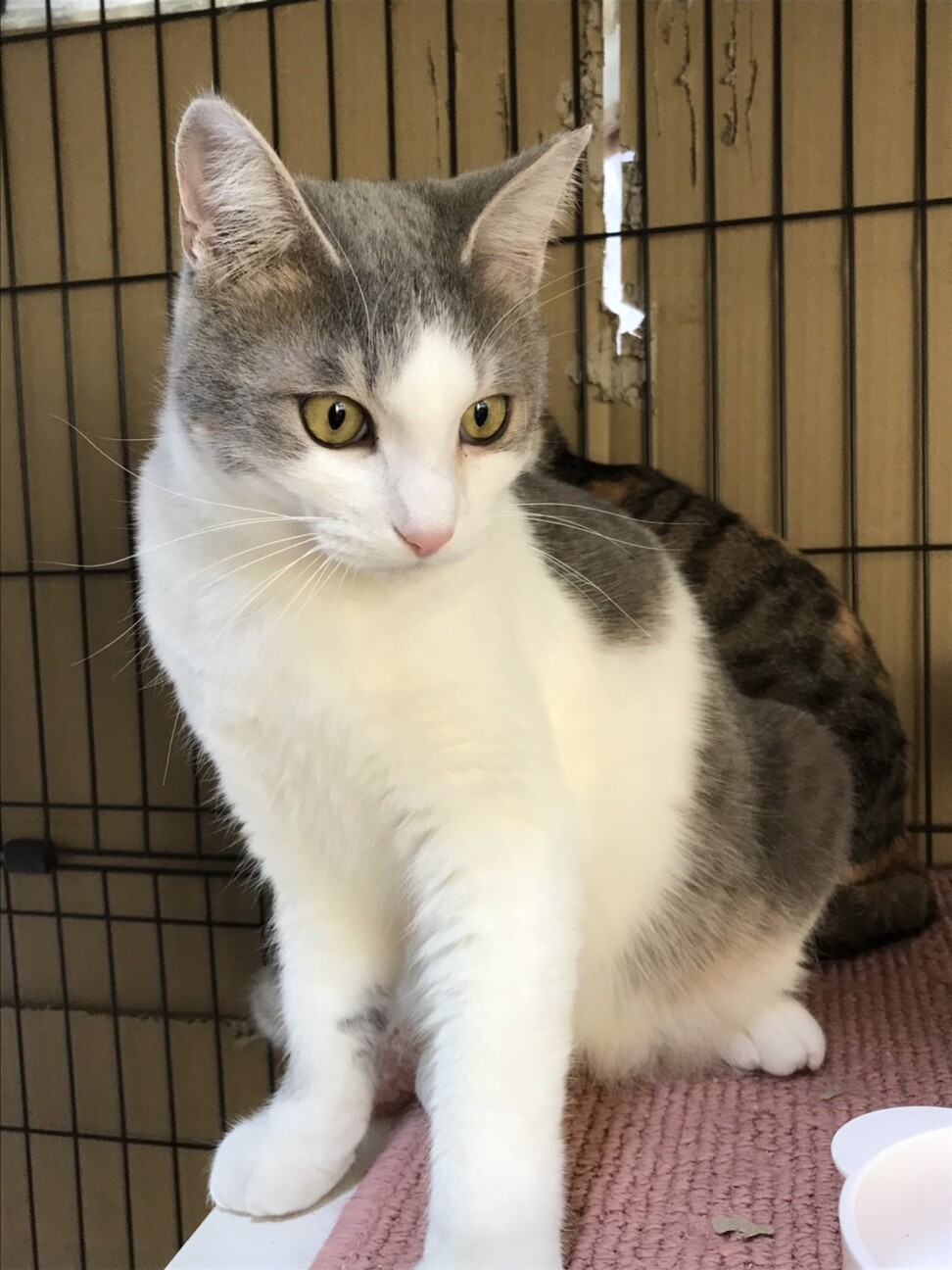 ◎パステルカラーの可愛い男の子 サムネイル3