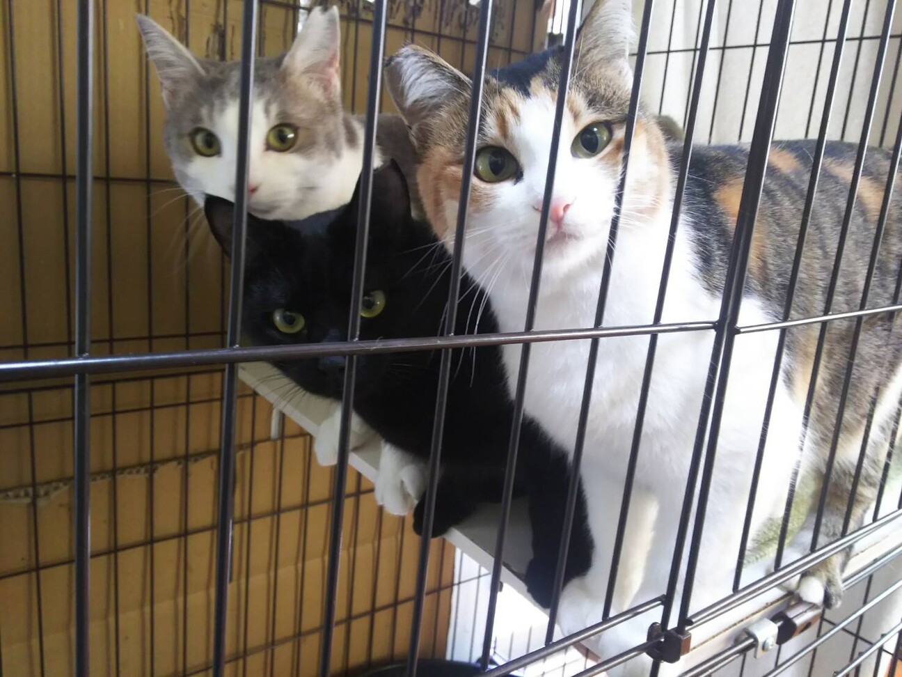 ◎パステルカラーの可愛い男の子 サムネイル4