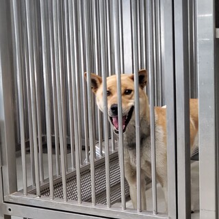 譲渡されました ありがとうございました