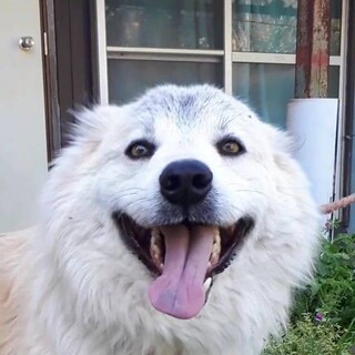 大至急里親募集