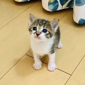 生後３週間弱の子猫の里親さん募集‼️