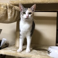 小麦