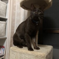 大和