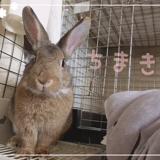 保護うさぎ(温泉うさぎ)　ちまきちゃん