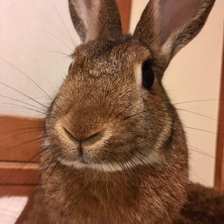 保護うさぎ(温泉うさぎ) 育ちゃん