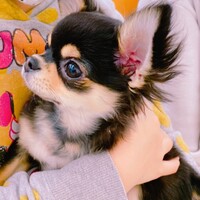 Pino
