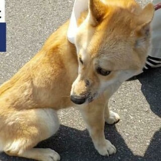 12キロなつっこいこお迎えがこないよ…