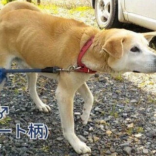 10キロ小柄ななつっこいこお迎えこないよ…