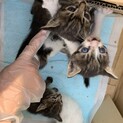 5兄弟ありがとうございました