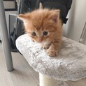 【子猫およそ1ヶ月】保護猫・病院受診済み